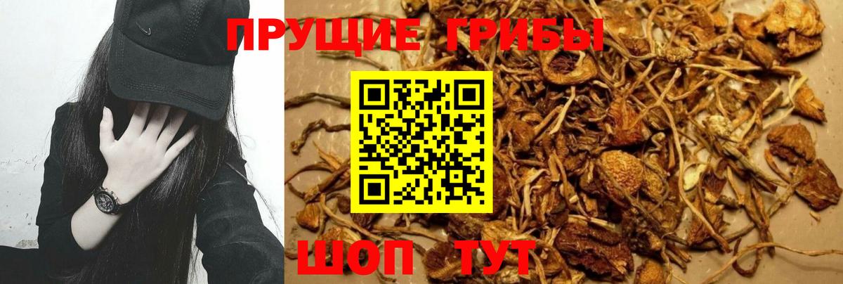 Псилоцибиновые грибы Psilocybine cubensis  Галлюциногенные грибы Psilocybe  купить наркотик  Вход с VPN  Старая Купавна 